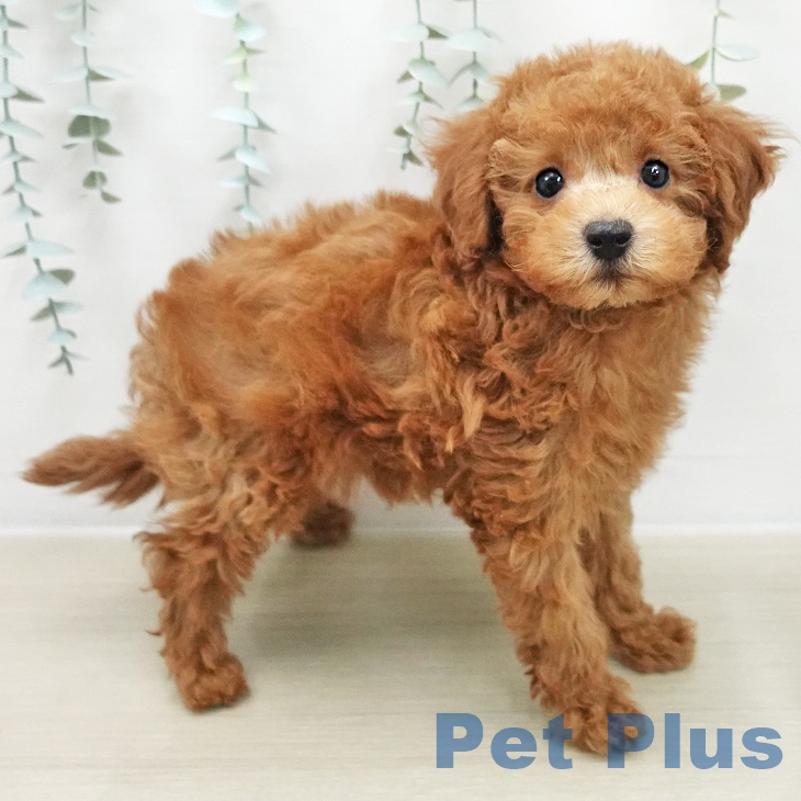 埼玉県のトイプードル(トイ) (ペットプラス ピオニウォーク東松山店/2025年12月1日生まれ/男の子/レッド)の子犬の1枚目の画像