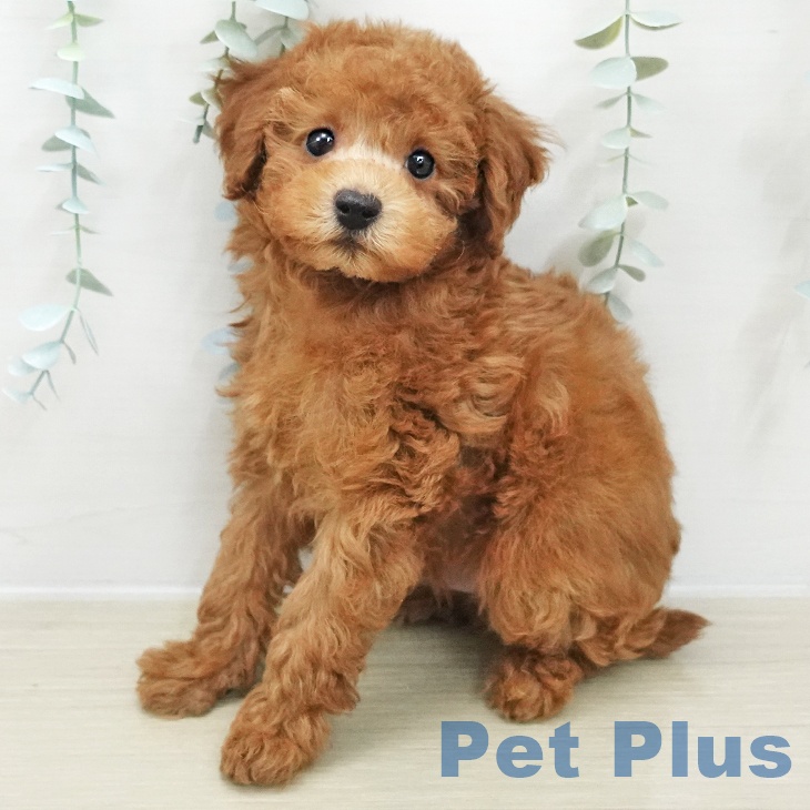 埼玉県のトイプードル(トイ) (ペットプラス ピオニウォーク東松山店/2025年12月1日生まれ/男の子/レッド)の子犬の2枚目の画像