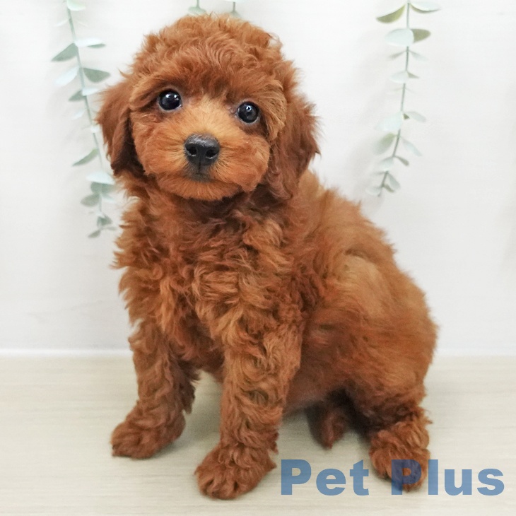 群馬県のトイプードル(トイ) (ペットプラス イオンモール太田店/2025年11月29日生まれ/男の子/レッド)の子犬の1枚目の画像