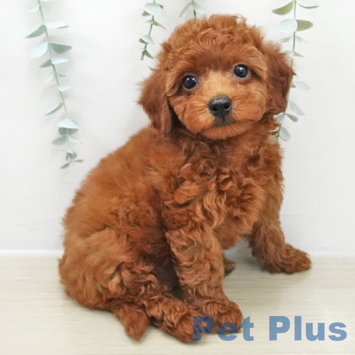 群馬県のトイプードル(トイ) (ペットプラス イオンモール太田店/2025年11月29日生まれ/男の子/レッド)の子犬の2枚目の画像