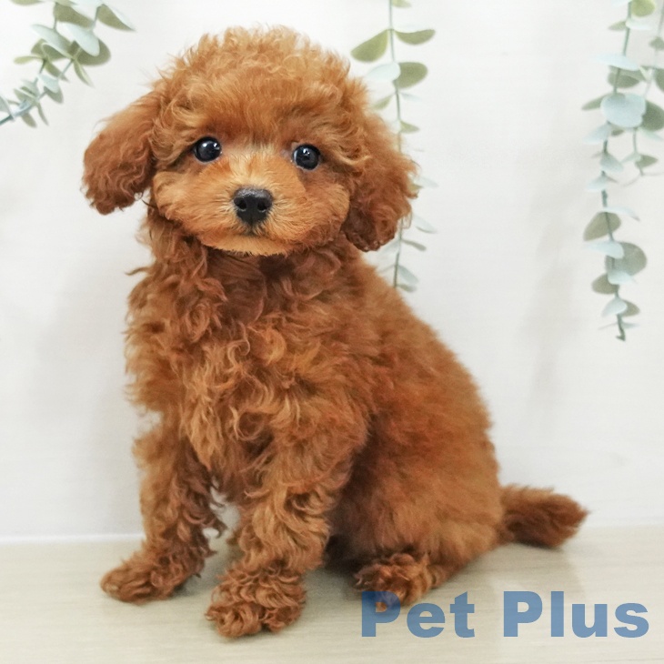 東京都のトイプードル(トイ) (ペットプラス 日の出店/2025年11月29日生まれ/男の子/レッド)の子犬の1枚目の画像