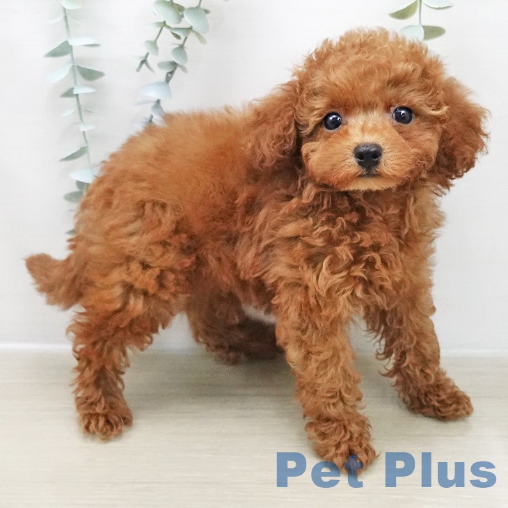 東京都のトイプードル(トイ) (ペットプラス 日の出店/2025年11月29日生まれ/男の子/レッド)の子犬の2枚目の画像