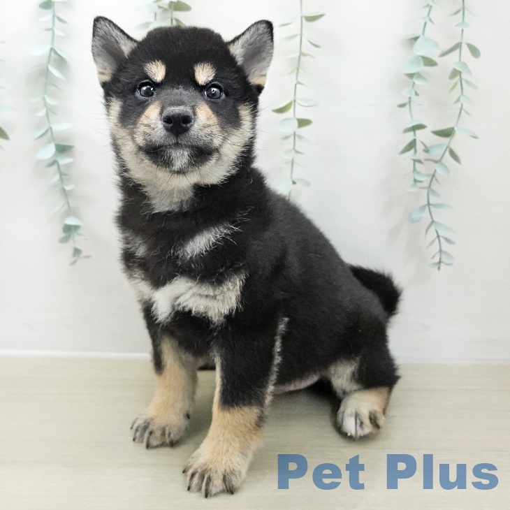茨城県の柴犬(標準サイズ) (ペッツワン つくば店/2025年12月1日生まれ/男の子/黒)の子犬の1枚目の画像