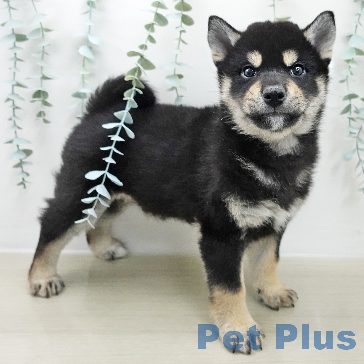 茨城県の柴犬(標準サイズ) (ペッツワン つくば店/2025年12月1日生まれ/男の子/黒)の子犬の2枚目の画像