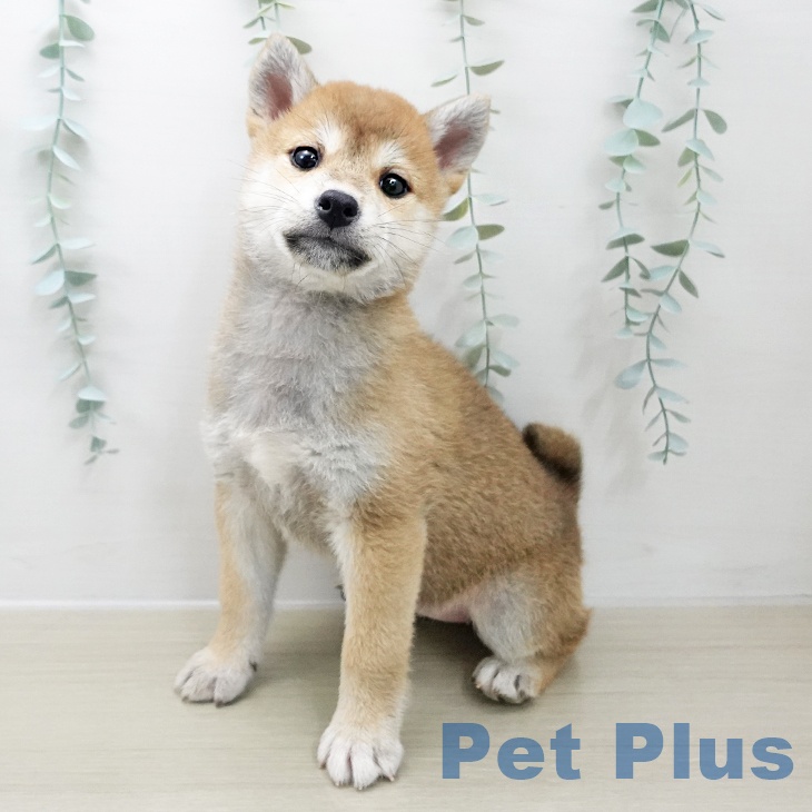 千葉県の柴犬(標準サイズ) (ペットプラス 柏店/2025年12月1日生まれ/女の子/赤)の子犬の1枚目の画像