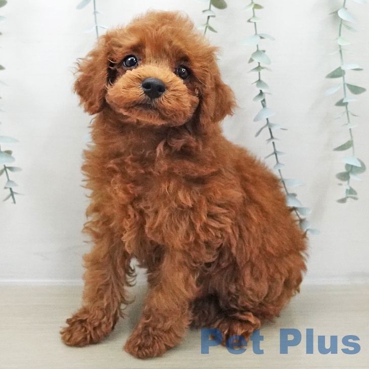 埼玉県のトイプードル(トイ) (ペットプラス 八潮店/2025年11月24日生まれ/男の子/レッド)の子犬の1枚目の画像