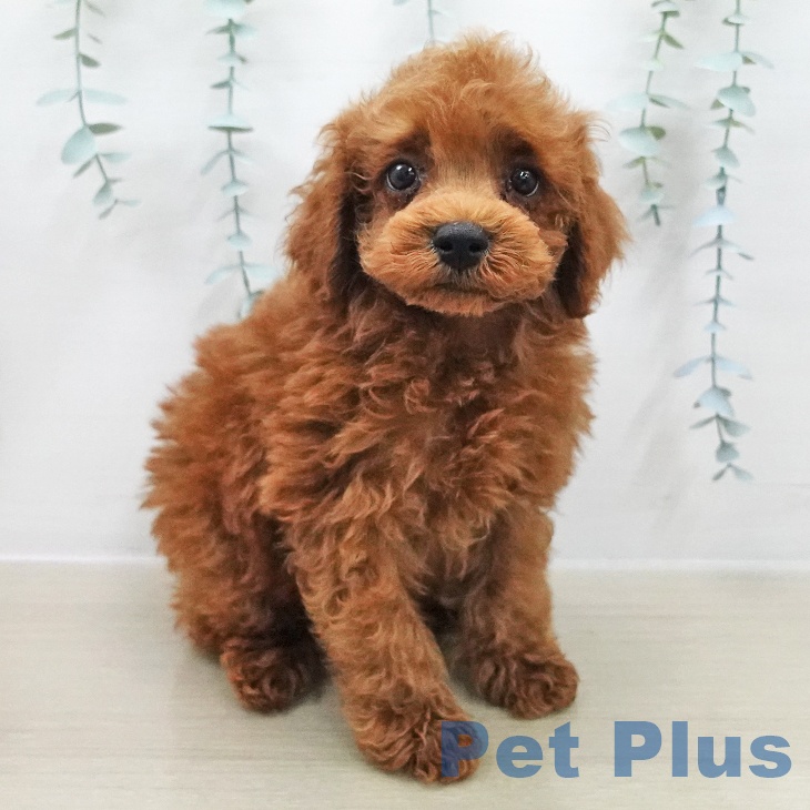 埼玉県のトイプードル(トイ) (ペットプラス 八潮店/2025年11月24日生まれ/男の子/レッド)の子犬の2枚目の画像