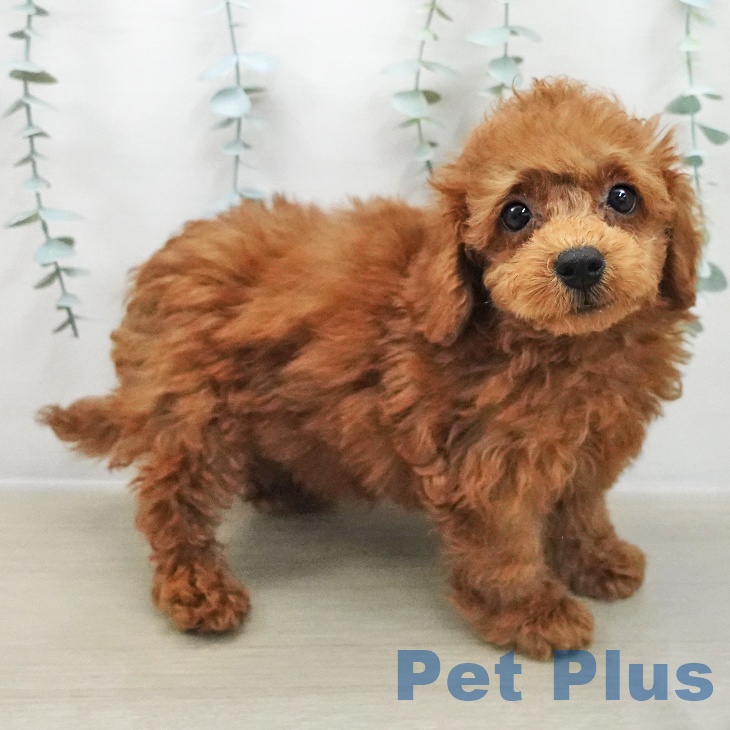 埼玉県のトイプードル(トイ) (ペッツワン 吉川美南店/2025年11月24日生まれ/女の子/レッド)の子犬の1枚目の画像