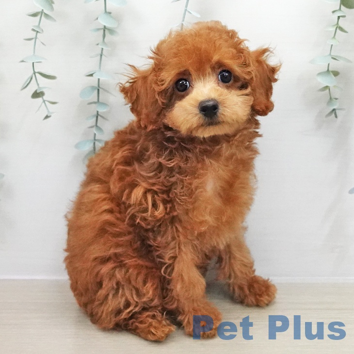 トイ・プードル