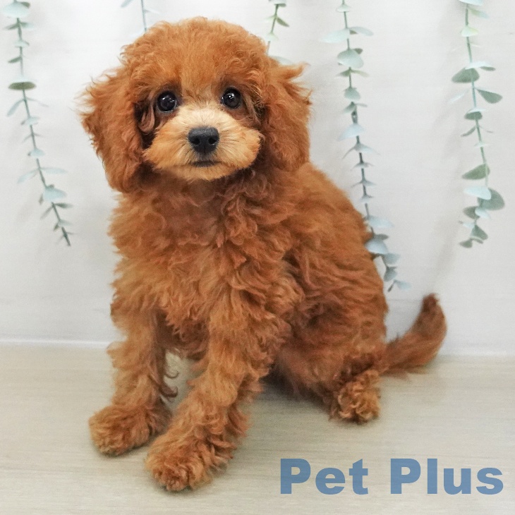 千葉県のトイプードル(トイ) (ペッツワン 千葉ニュータウン店/2025年11月22日生まれ/女の子/レッド)の子犬の1枚目の画像