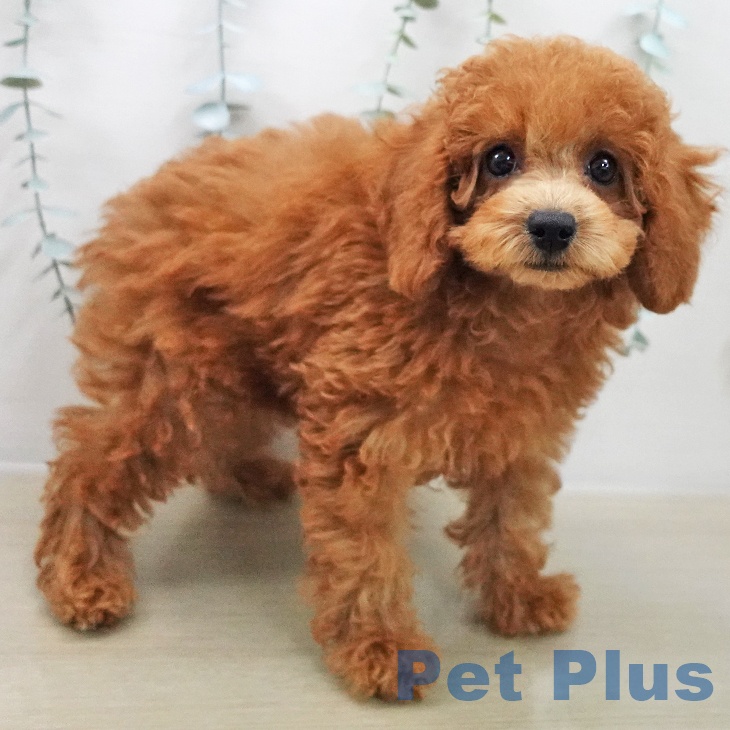 千葉県のトイプードル(トイ) (ペッツワン 千葉ニュータウン店/2025年11月22日生まれ/女の子/レッド)の子犬の2枚目の画像