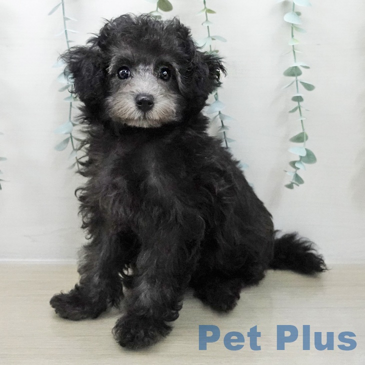 茨城県のトイプードル(トイ) (ペットプラス つくば店/2025年11月22日生まれ/女の子/シルバー)の子犬の1枚目の画像