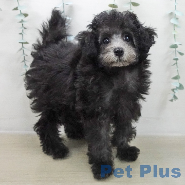 茨城県のトイプードル(トイ) (ペットプラス つくば店/2025年11月22日生まれ/女の子/シルバー)の子犬の2枚目の画像