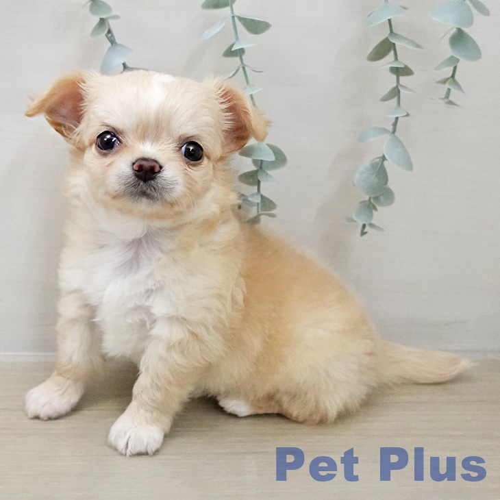 千葉県のチワワ(ロング) (ペットプラス 船橋店/2025年12月1日生まれ/男の子/クリームホワイト)の子犬の1枚目の画像