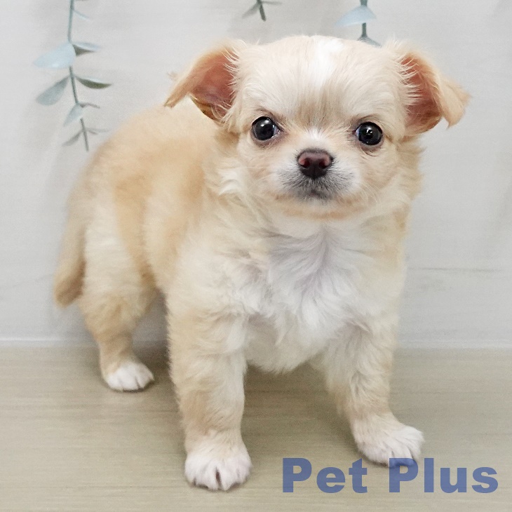 千葉県のチワワ(ロング) (ペットプラス 船橋店/2025年12月1日生まれ/男の子/クリームホワイト)の子犬の2枚目の画像