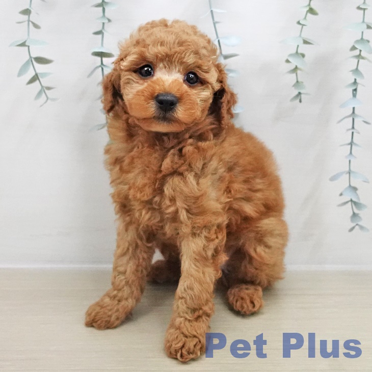 千葉県のトイプードル(トイ) (ペットプラス 成田店/2025年12月1日生まれ/男の子/レッド)の子犬の1枚目の画像