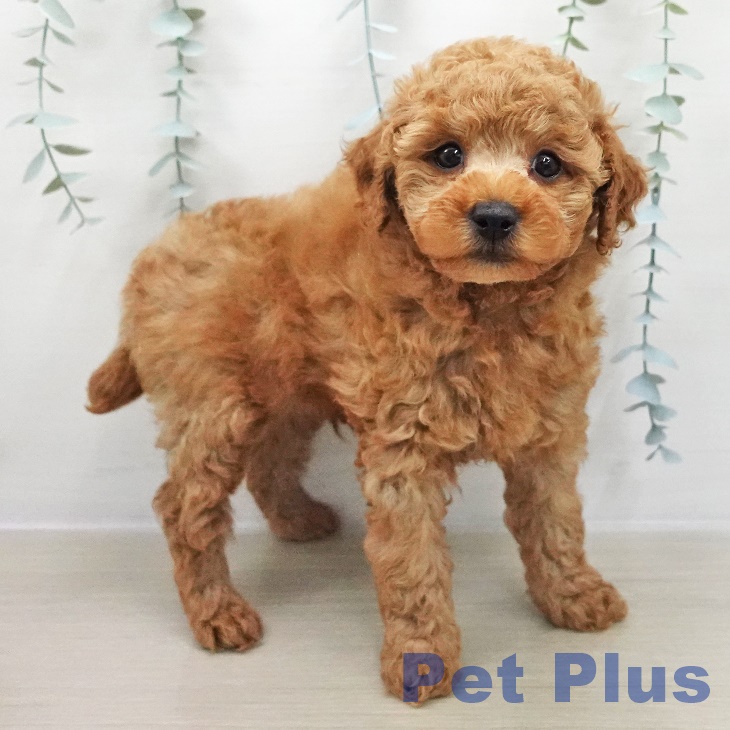 千葉県のトイプードル(トイ) (ペットプラス 成田店/2025年12月1日生まれ/男の子/レッド)の子犬の2枚目の画像