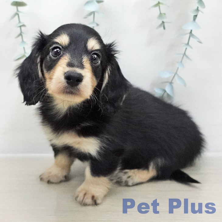 埼玉県のカニンヘンダックスフンド(ロング) (ペットプラス ららぽーと新三郷店/2025年12月1日生まれ/男の子/ブラックイエロー)の子犬の2枚目の画像