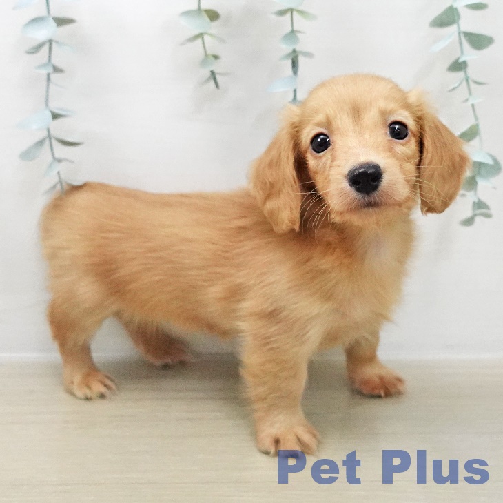 千葉県のカニンヘンダックスフンド(ロング) (ペットプラス 成田店/2025年12月1日生まれ/女の子/ゴールド)の子犬の1枚目の画像