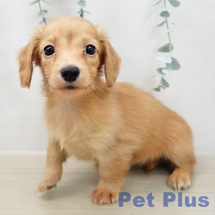 千葉県のカニンヘンダックスフンド(ロング) (ペットプラス 成田店/2025年12月1日生まれ/女の子/ゴールド)の子犬の2枚目の画像