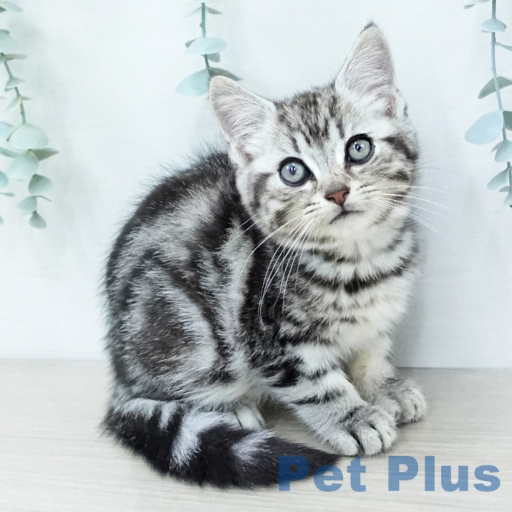 埼玉県のアメリカンショートヘアー (ペットプラス 所沢店/2025年11月24日生まれ/男の子/シルバータビー)の子猫の1枚目の画像