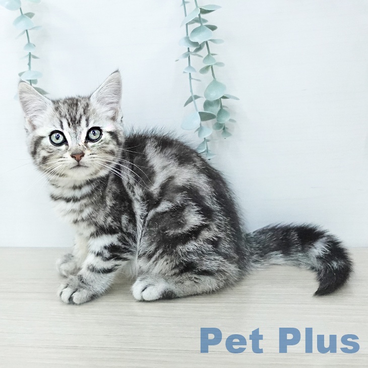 埼玉県のアメリカンショートヘアー (ペットプラス 所沢店/2025年11月24日生まれ/男の子/シルバータビー)の子猫の2枚目の画像
