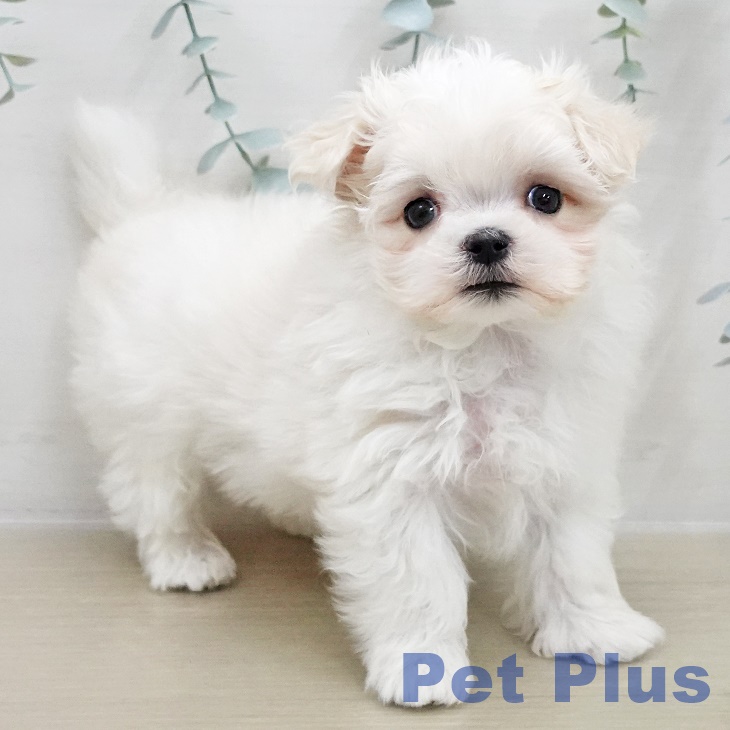 千葉県のマルチーズ (ペットプラス コトエ流山おおたかの森店/2025年11月30日生まれ/男の子/ホワイト)の子犬の2枚目の画像