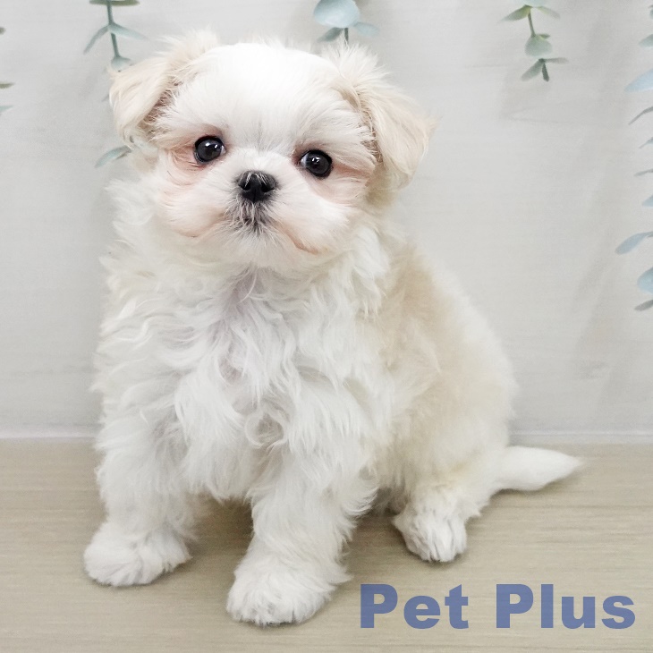千葉県のマルチーズ (ペットプラス 柏店/2025年11月30日生まれ/男の子/ホワイト)の子犬の1枚目の画像