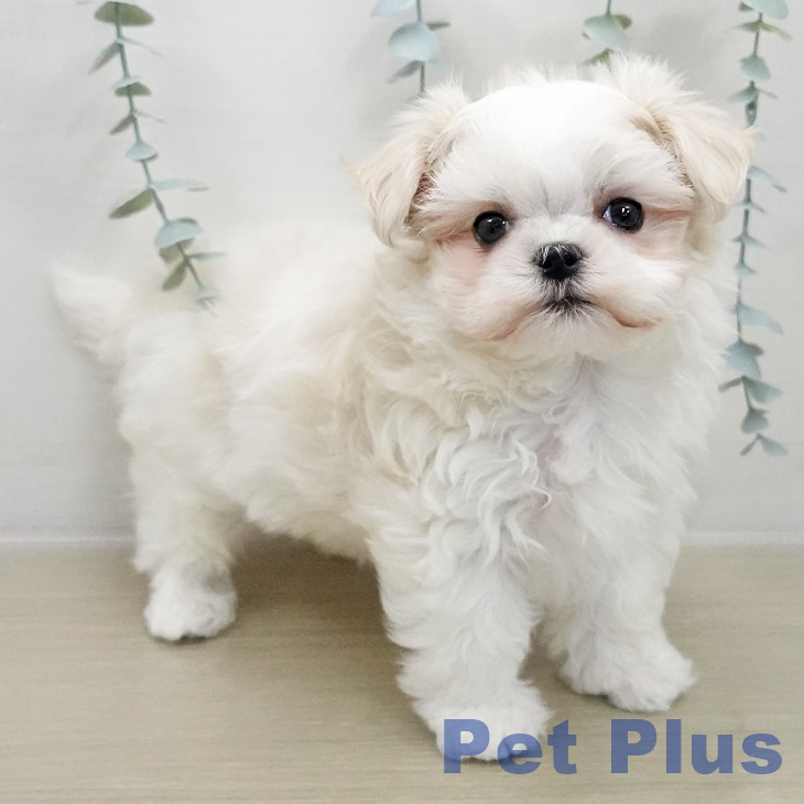 千葉県のマルチーズ (ペットプラス 柏店/2025年11月30日生まれ/男の子/ホワイト)の子犬の2枚目の画像