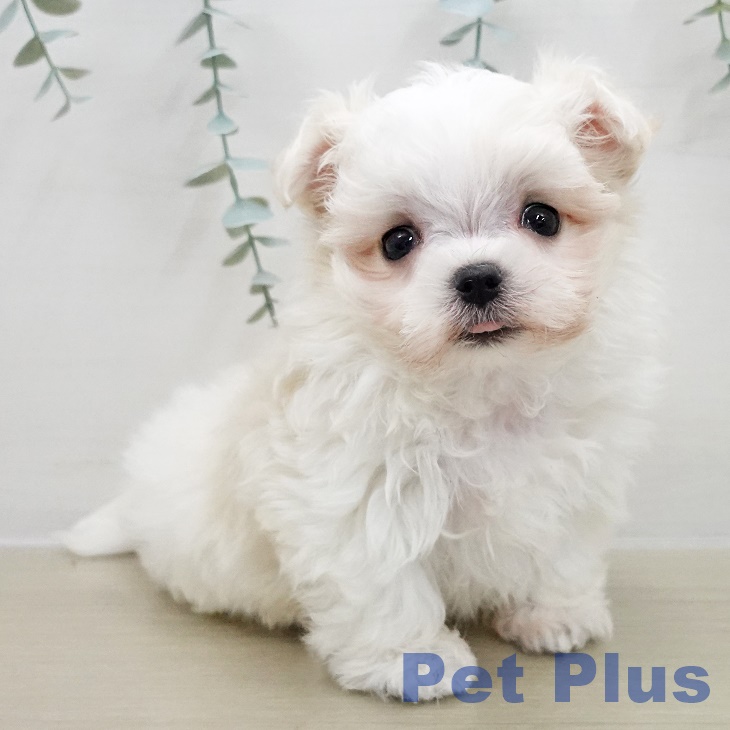 埼玉県のマルチーズ (ペットプラス イオンモール春日部店/2025年11月30日生まれ/男の子/ホワイト)の子犬の1枚目の画像