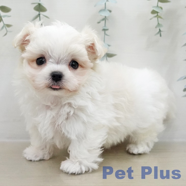 埼玉県のマルチーズ (ペットプラス イオンモール春日部店/2025年11月30日生まれ/男の子/ホワイト)の子犬の2枚目の画像