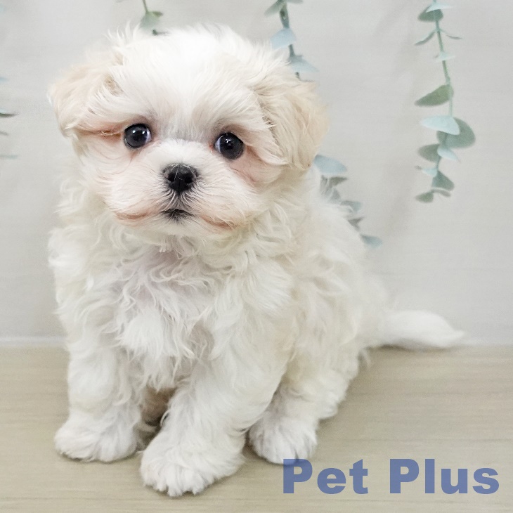千葉県のマルチーズ (ペッツワン 千葉ニュータウン店/2025年11月30日生まれ/男の子/ホワイト)の子犬の1枚目の画像