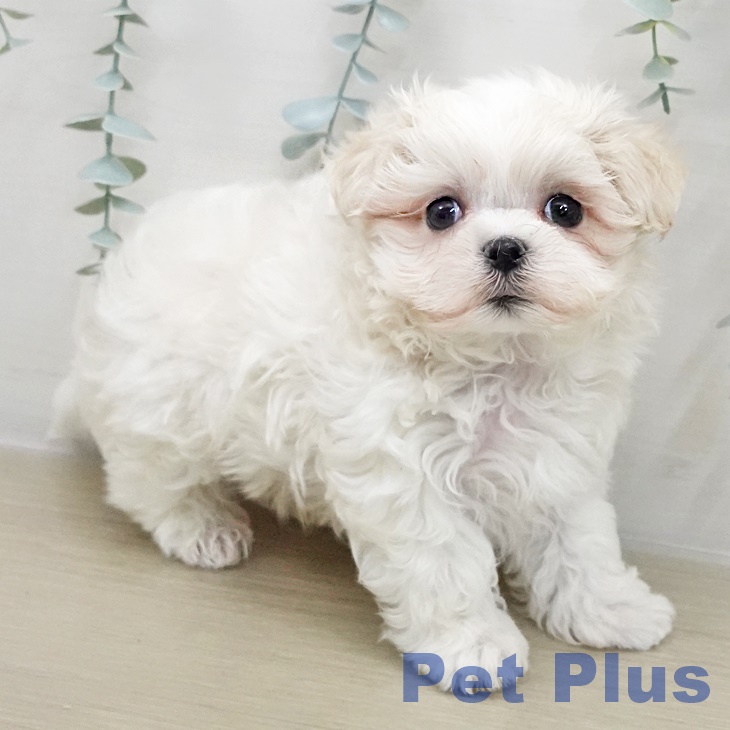 千葉県のマルチーズ (ペッツワン 千葉ニュータウン店/2025年11月30日生まれ/男の子/ホワイト)の子犬の2枚目の画像