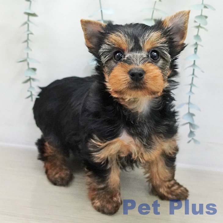 千葉県のヨークシャーテリア (ペットプラス 木更津店/2025年12月1日生まれ/女の子/スチールブルータン)の子犬の1枚目の画像