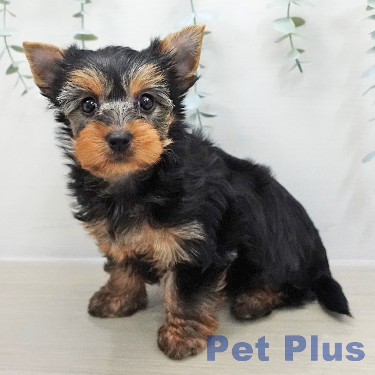 千葉県のヨークシャーテリア (ペットプラス 木更津店/2025年12月1日生まれ/女の子/スチールブルータン)の子犬の2枚目の画像