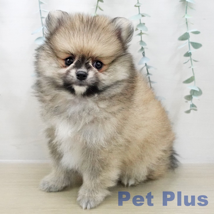 千葉県のポメラニアン (ペットプラス コトエ流山おおたかの森店/2025年12月1日生まれ/男の子/クリームセーブル)の子犬の1枚目の画像
