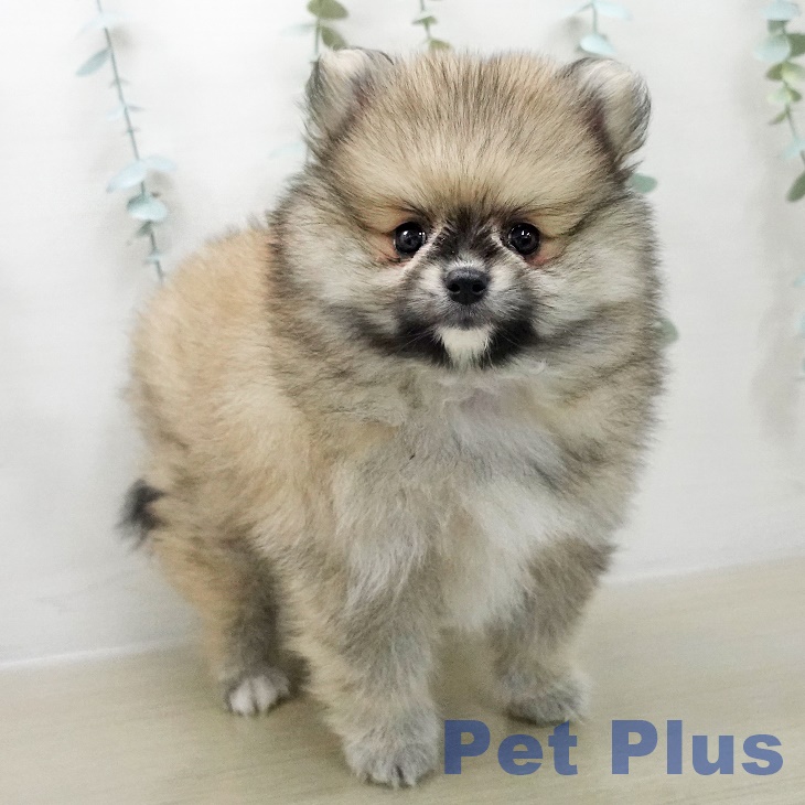 千葉県のポメラニアン (ペットプラス コトエ流山おおたかの森店/2025年12月1日生まれ/男の子/クリームセーブル)の子犬の2枚目の画像