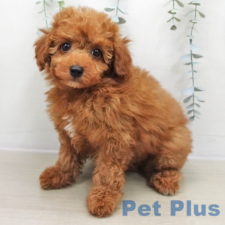 埼玉県のトイプードル(トイ) (ペッツワン 新座店/2025年11月27日生まれ/男の子/レッド)の子犬の1枚目の画像