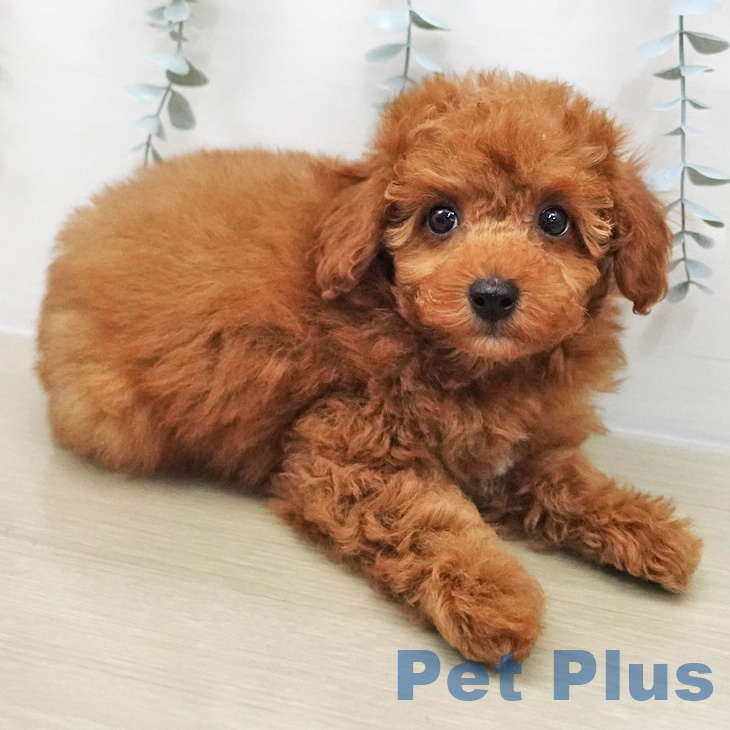 埼玉県のトイプードル(トイ) (ペッツワン 新座店/2025年11月27日生まれ/男の子/レッド)の子犬の2枚目の画像