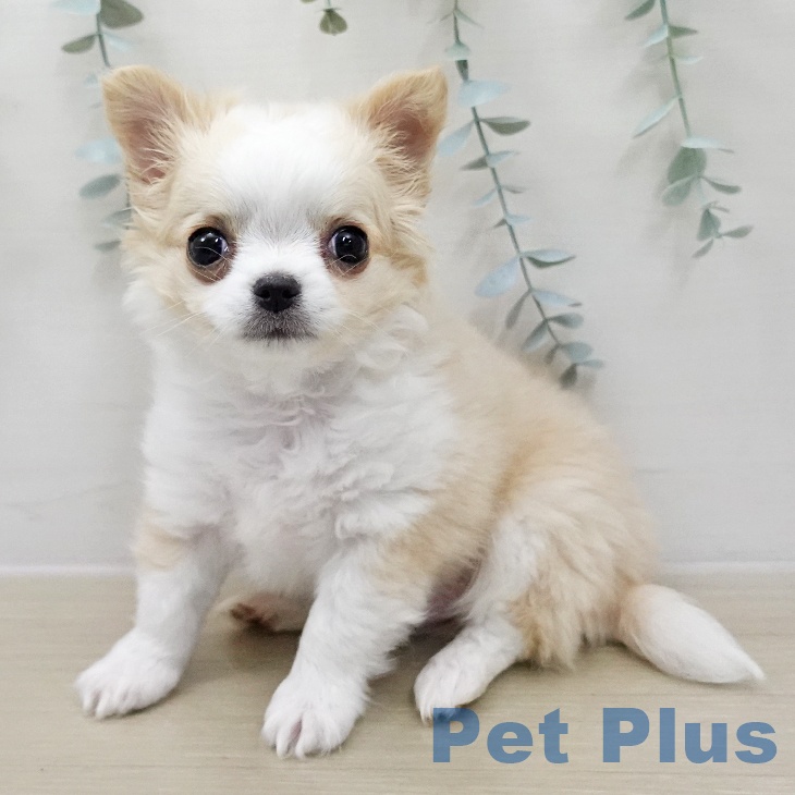 埼玉県のチワワ(ロング) (ペッツワン 新座店/2025年12月2日生まれ/男の子/クリームホワイト)の子犬