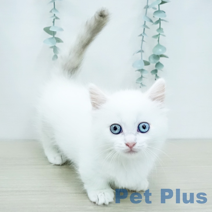 神奈川県のミヌエット (ペットプラス テラスモール湘南店/2025年11月28日生まれ/女の子/ブルーポイントホワイト)の子猫の1枚目の画像