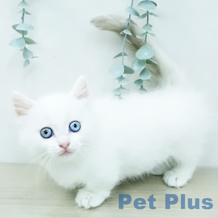神奈川県のミヌエット (ペットプラス テラスモール湘南店/2025年11月28日生まれ/女の子/ブルーポイントホワイト)の子猫の2枚目の画像