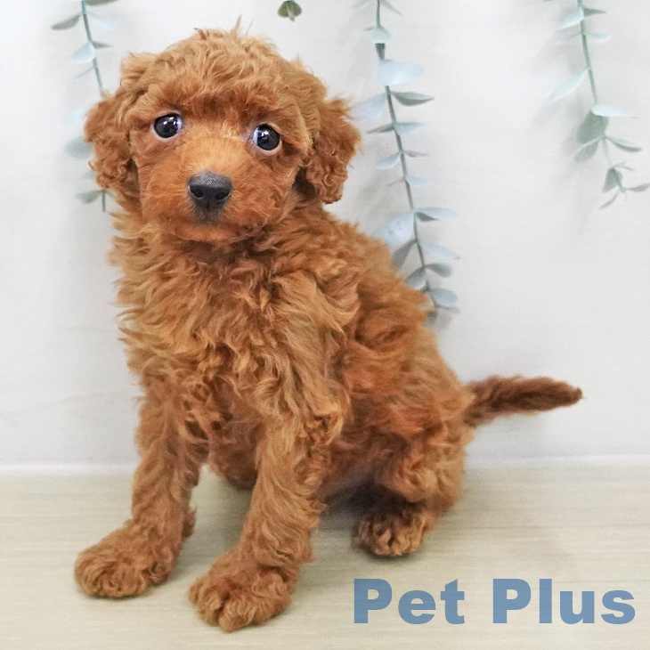 神奈川県のトイプードル(トイ) (ペットプラス 海老名店/2025年12月3日生まれ/男の子/レッド)の子犬の1枚目の画像