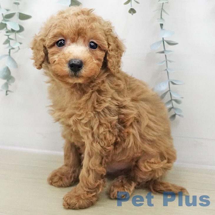 青森県のトイプードル(トイ) (ペットプラス 青森浜田店/2025年12月3日生まれ/男の子/アプリコット)の子犬の1枚目の画像