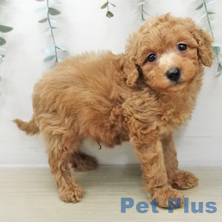 青森県のトイプードル(トイ) (ペットプラス 青森浜田店/2025年12月3日生まれ/男の子/アプリコット)の子犬の2枚目の画像