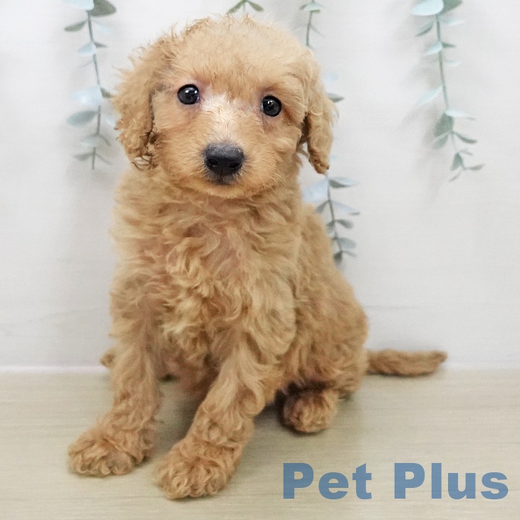 群馬県のトイプードル(トイ) (ペットプラス 前橋店/2025年12月3日生まれ/男の子/アプリコット)の子犬の1枚目の画像