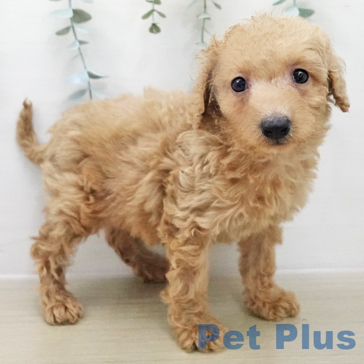 群馬県のトイプードル(トイ) (ペットプラス 前橋店/2025年12月3日生まれ/男の子/アプリコット)の子犬の2枚目の画像