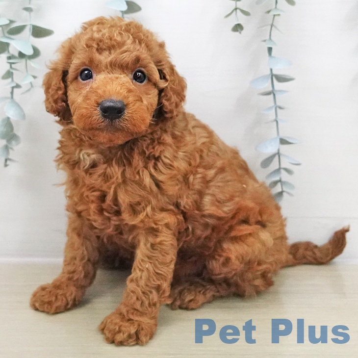 神奈川県のトイプードル(トイ) (ペットプラス 相模原並木店/2025年12月3日生まれ/男の子/レッド)の子犬の1枚目の画像