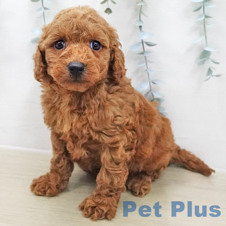 埼玉県のトイプードル(トイ) (ペットプラス 所沢店/2025年12月3日生まれ/女の子/レッド)の子犬の1枚目の画像