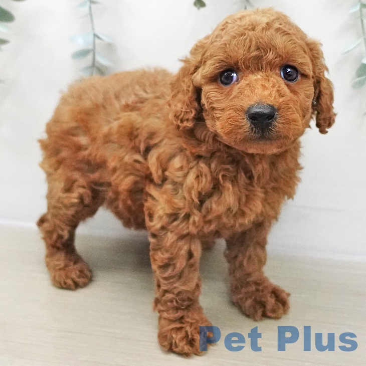 埼玉県のトイプードル(トイ) (ペットプラス 所沢店/2025年12月3日生まれ/女の子/レッド)の子犬の2枚目の画像